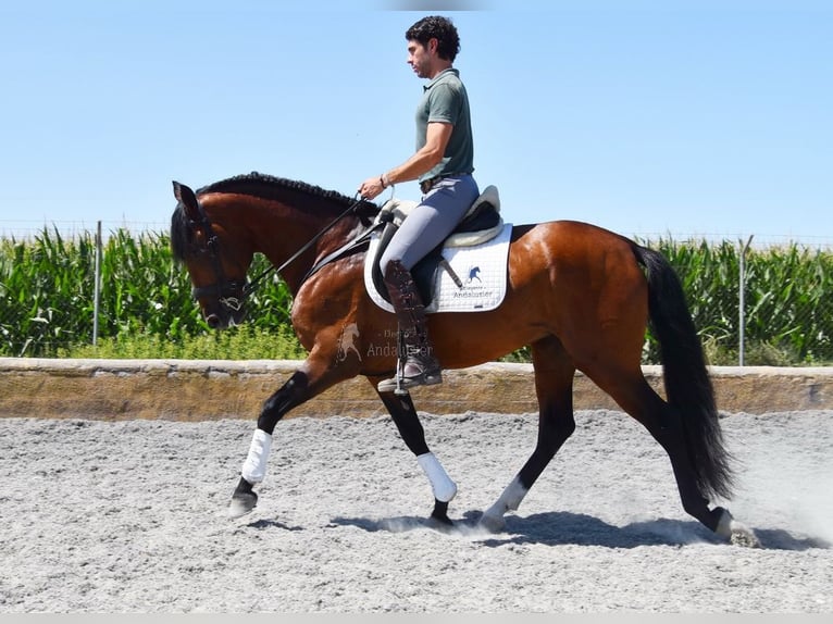 Lusitanien Étalon 4 Ans 159 cm Bai in Miralvalles