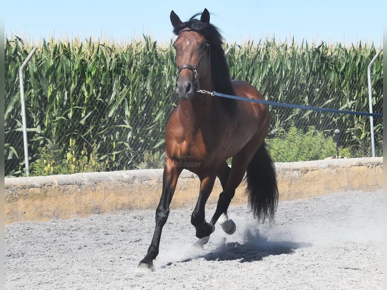 Lusitanien Étalon 4 Ans 159 cm Bai in Miralvalles