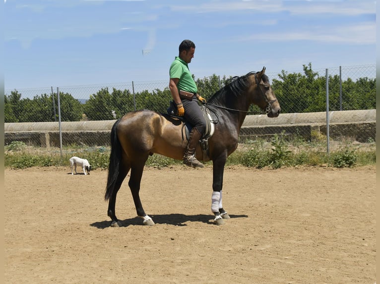 Lusitanien Étalon 4 Ans 159 cm Buckskin in Galaroza (Huelva)