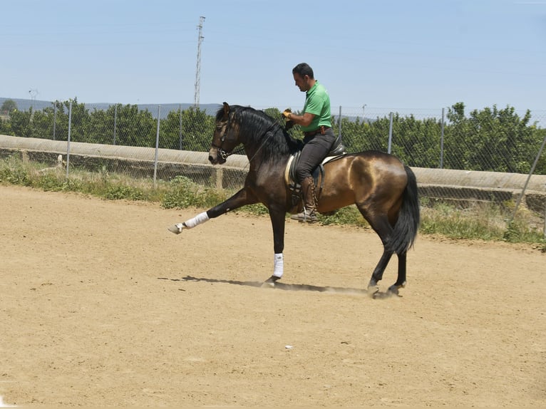 Lusitanien Étalon 4 Ans 159 cm Buckskin in Galaroza (Huelva)