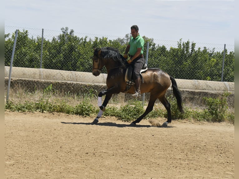 Lusitanien Étalon 4 Ans 159 cm Buckskin in Galaroza (Huelva)