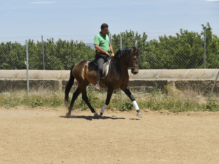 Lusitanien Étalon 4 Ans 159 cm Buckskin in Galaroza (Huelva)