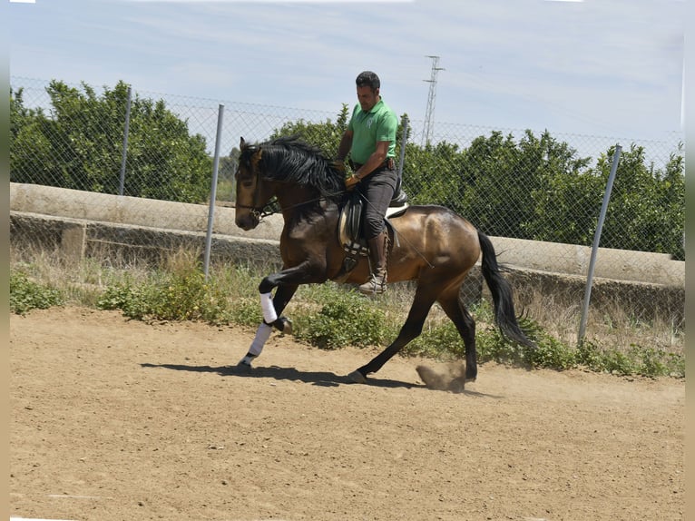 Lusitanien Étalon 4 Ans 159 cm Buckskin in Galaroza (Huelva)