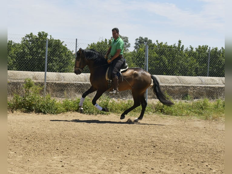 Lusitanien Étalon 4 Ans 159 cm Buckskin in Galaroza (Huelva)