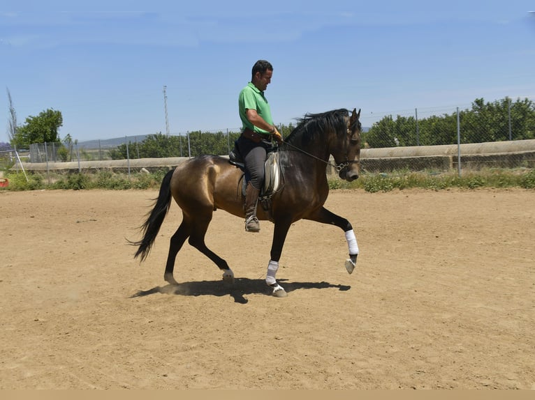 Lusitanien Étalon 4 Ans 159 cm Buckskin in Galaroza (Huelva)