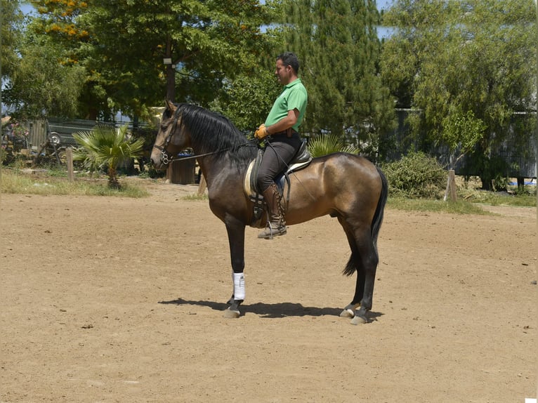 Lusitanien Étalon 4 Ans 159 cm Buckskin in Galaroza (Huelva)