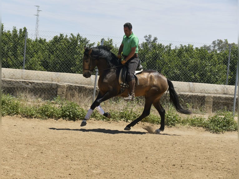 Lusitanien Étalon 4 Ans 159 cm Buckskin in Galaroza (Huelva)