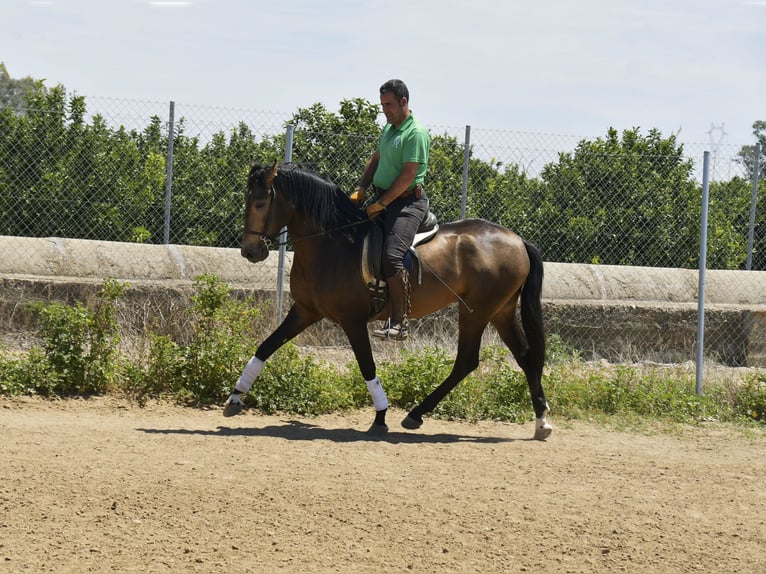 Lusitanien Étalon 4 Ans 159 cm Buckskin in Galaroza (Huelva)