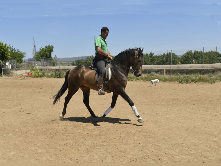 Lusitanien Étalon 4 Ans 159 cm Buckskin in Galaroza (Huelva)