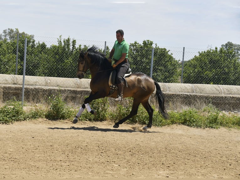 Lusitanien Étalon 4 Ans 159 cm Buckskin in Galaroza (Huelva)