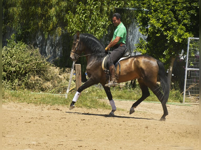 Lusitanien Étalon 4 Ans 159 cm Buckskin in Galaroza (Huelva)