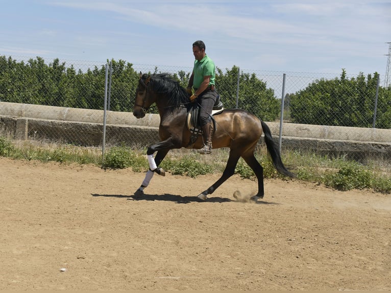 Lusitanien Étalon 4 Ans 159 cm Buckskin in Galaroza (Huelva)