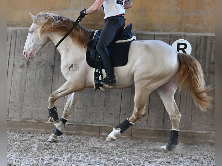 Lusitanien Étalon 4 Ans 159 cm Cremello in Mallorca