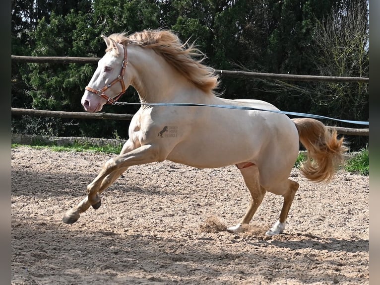 Lusitanien Étalon 4 Ans 159 cm Cremello in Mallorca