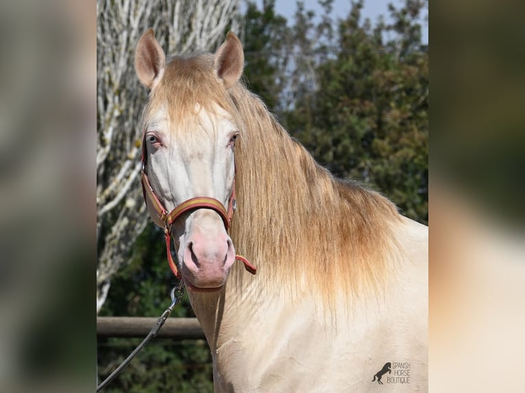 Lusitanien Étalon 4 Ans 159 cm Cremello in Mallorca