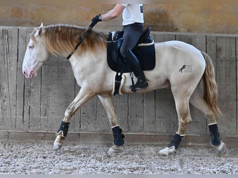 Lusitanien Étalon 4 Ans 159 cm Cremello in Mallorca