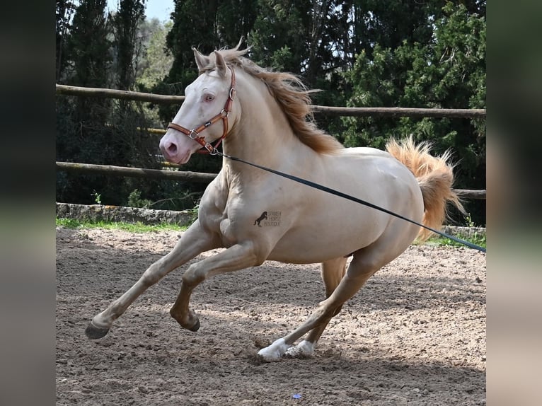 Lusitanien Étalon 4 Ans 159 cm Cremello in Mallorca