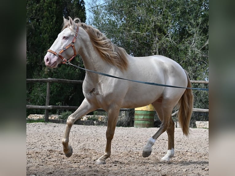 Lusitanien Étalon 4 Ans 159 cm Cremello in Mallorca