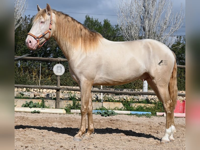 Lusitanien Étalon 4 Ans 159 cm Cremello in Mallorca