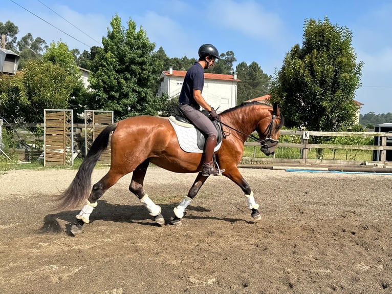 Lusitanien Étalon 4 Ans 160 cm Bai cerise in Junqueira