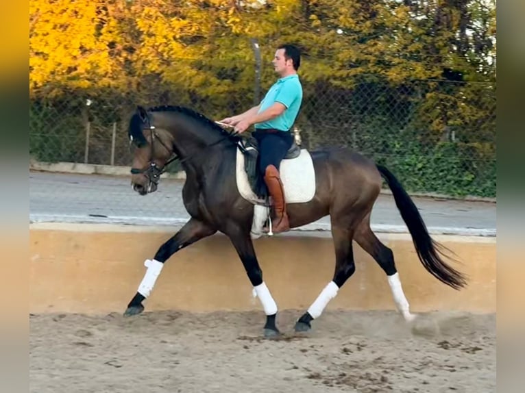 Lusitanien Étalon 4 Ans 160 cm Buckskin in Martfeld