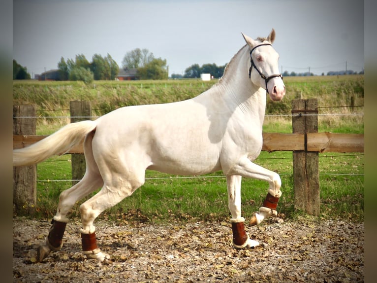 Lusitanien Étalon 4 Ans 160 cm Cremello in Bredene