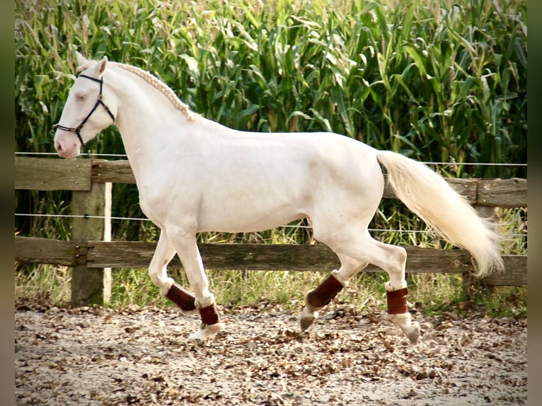 Lusitanien Étalon 4 Ans 160 cm Cremello in Bredene