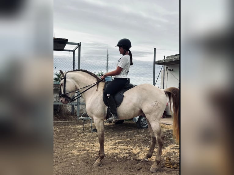Lusitanien Étalon 4 Ans 160 cm Cremello in Riba-roja de Túria