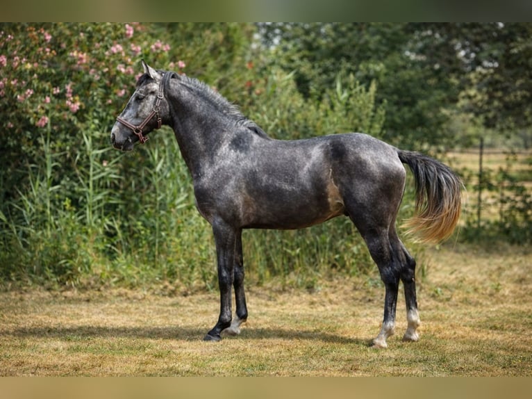 Lusitanien Étalon 4 Ans 160 cm Gris in Arles