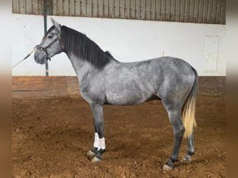 Lusitanien Croisé Étalon 4 Ans 160 cm Gris in Lisboa, Portugal