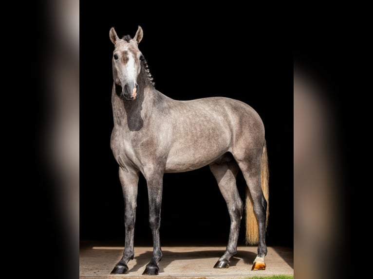 Lusitanien Étalon 4 Ans 160 cm Gris in Dalen