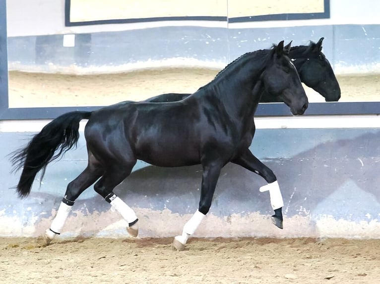 Lusitanien Étalon 4 Ans 160 cm Noir in Navas Del Madroño