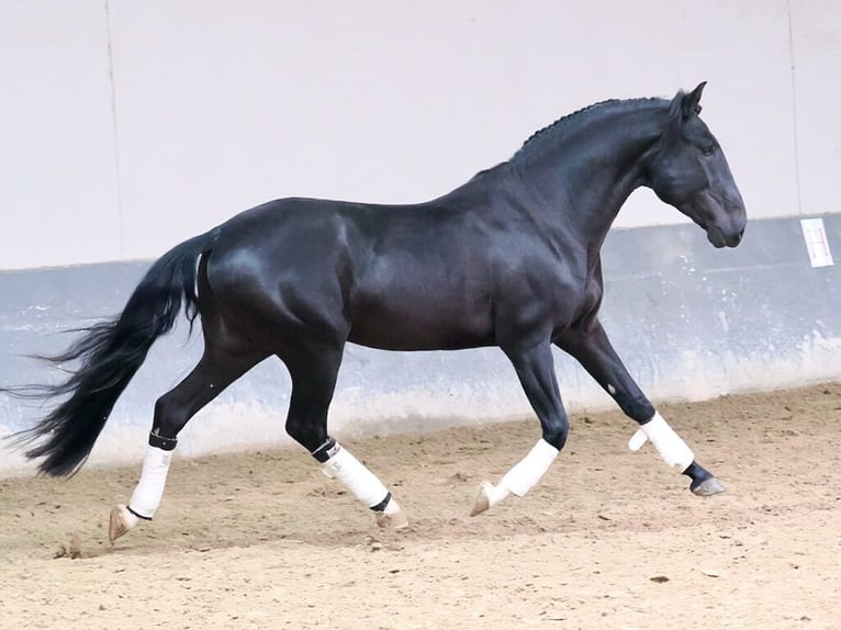 Lusitanien Étalon 4 Ans 160 cm Noir in Navas Del Madroño