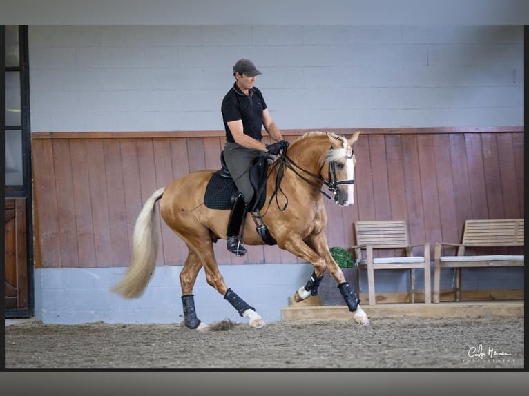 Lusitanien Étalon 4 Ans 160 cm Palomino in Brito - Guimarães