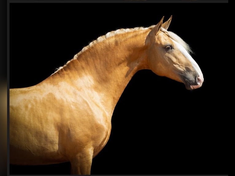 Lusitanien Étalon 4 Ans 160 cm Palomino in Brito - Guimarães