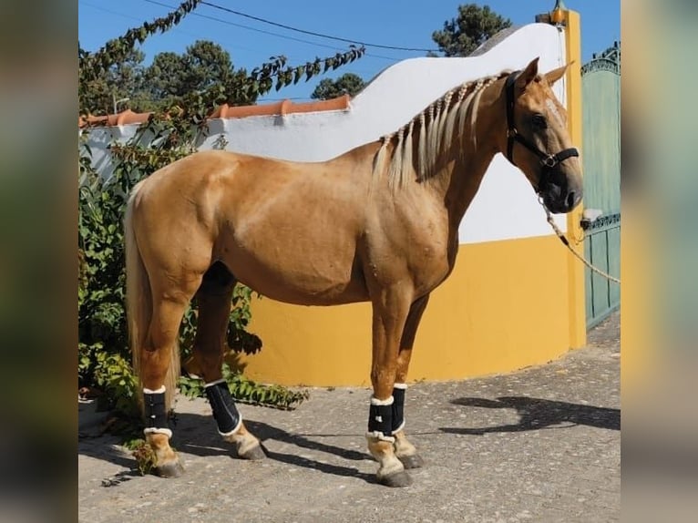 Lusitanien Étalon 4 Ans 160 cm Palomino in Bredene