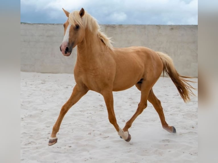 Lusitanien Étalon 4 Ans 160 cm Palomino in Cidade de torres