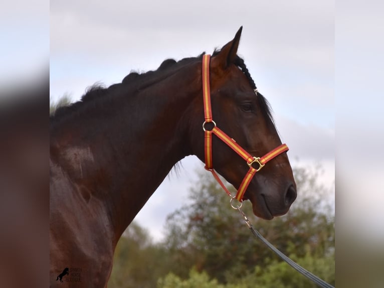 Lusitanien Étalon 4 Ans 161 cm Bai in Mallorca