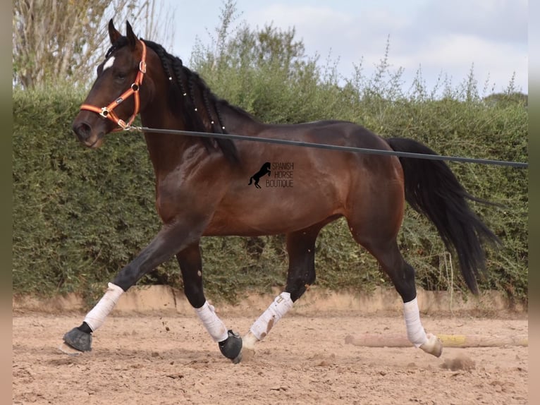 Lusitanien Étalon 4 Ans 161 cm Bai in Mallorca