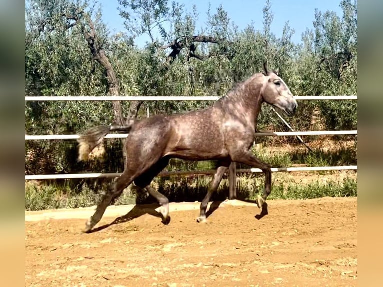 Lusitanien Étalon 4 Ans 161 cm Gris (bai-dun) in Huelca