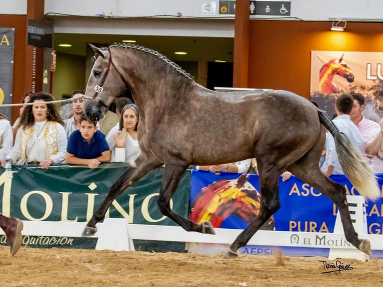 Lusitanien Étalon 4 Ans 161 cm Gris in Navas Del Madroño