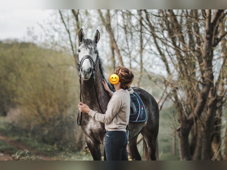 Lusitanien Étalon 4 Ans 161 cm Gris in Coruche