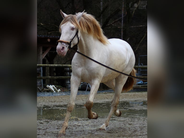 Lusitanien Étalon 4 Ans 161 cm Perlino in Ergeshausen