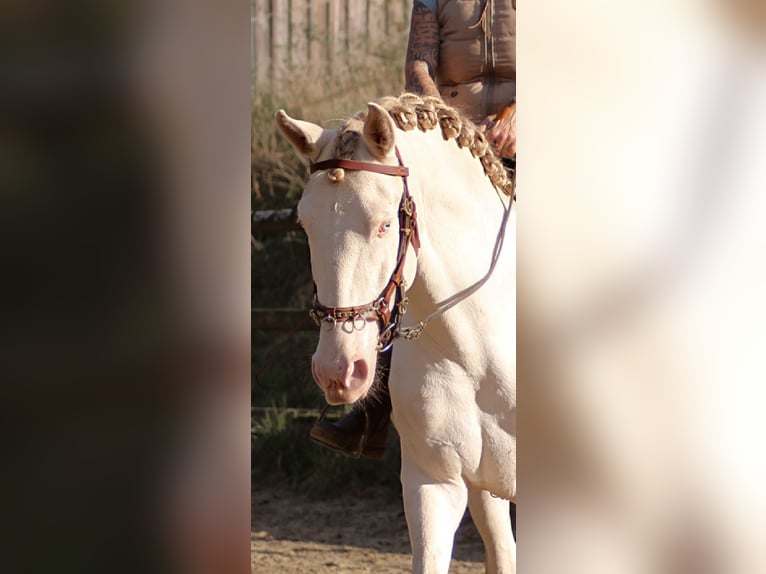 Lusitanien Étalon 4 Ans 161 cm Perlino in Ergeshausen