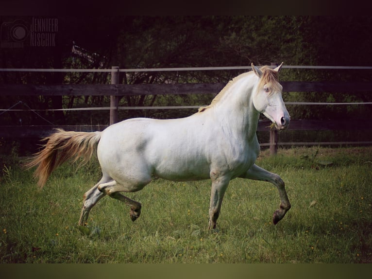 Lusitanien Étalon 4 Ans 161 cm Perlino in Ergeshausen