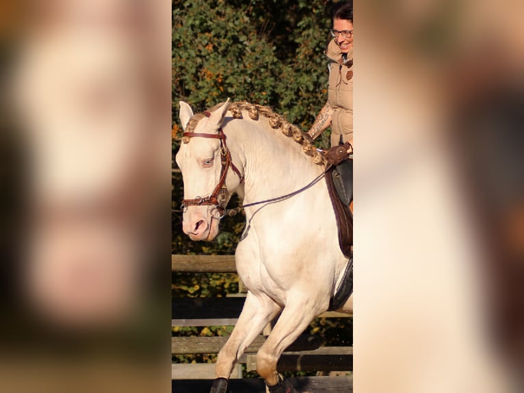 Lusitanien Étalon 4 Ans 161 cm Perlino in Ergeshausen