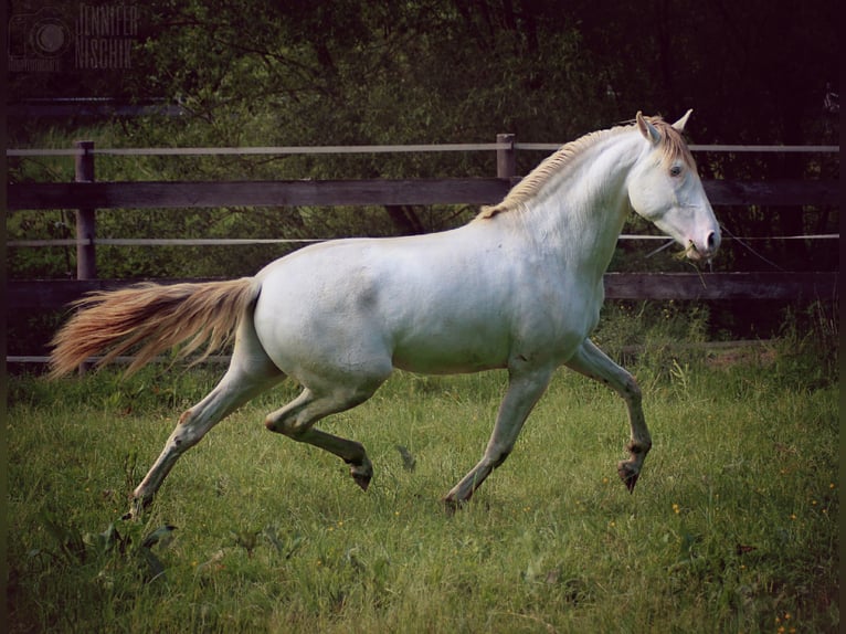 Lusitanien Étalon 4 Ans 161 cm Perlino in Ergeshausen