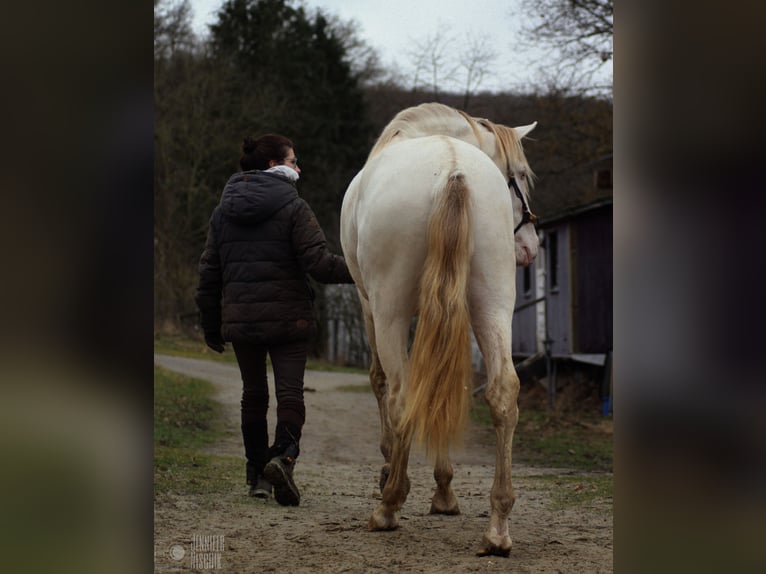 Lusitanien Étalon 4 Ans 161 cm Perlino in Ergeshausen