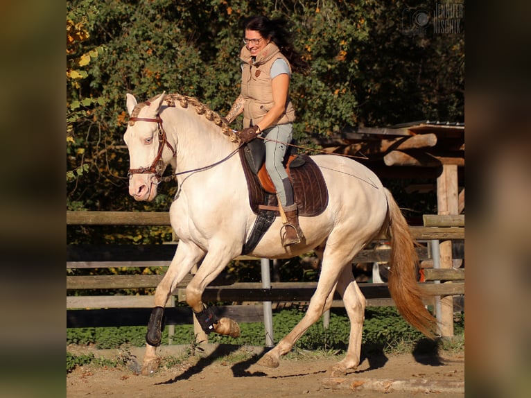 Lusitanien Étalon 4 Ans 161 cm Perlino in Ergeshausen