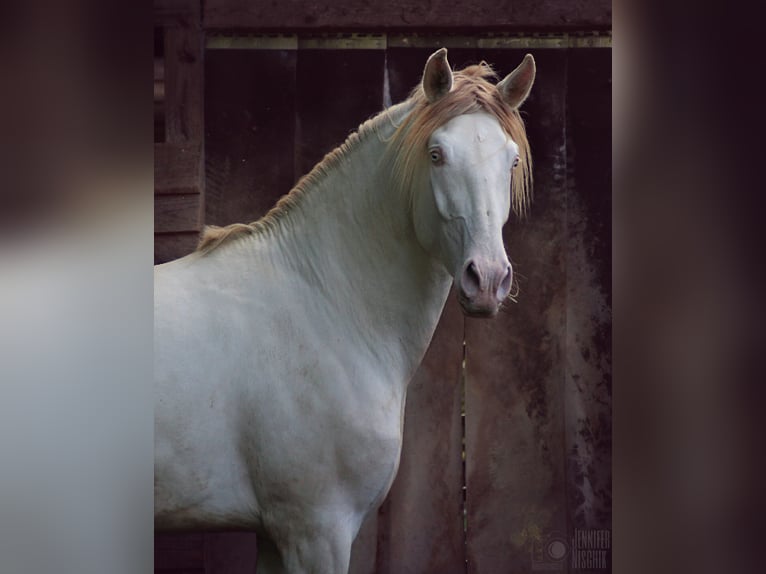 Lusitanien Étalon 4 Ans 161 cm Perlino in Ergeshausen